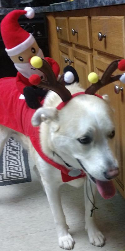 Christmas fun