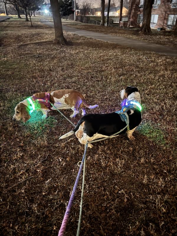 Tangled glow puppers