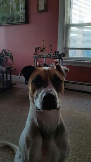 My resuce Zeus. I've had him for 6 years I think he rescued me to be honest