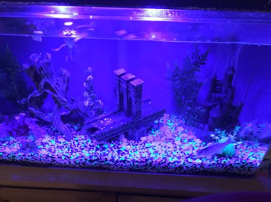 GLOFISH AQUARIUM GRAVEL - MULTI FLUORESCENT - Derry, NH - Dover