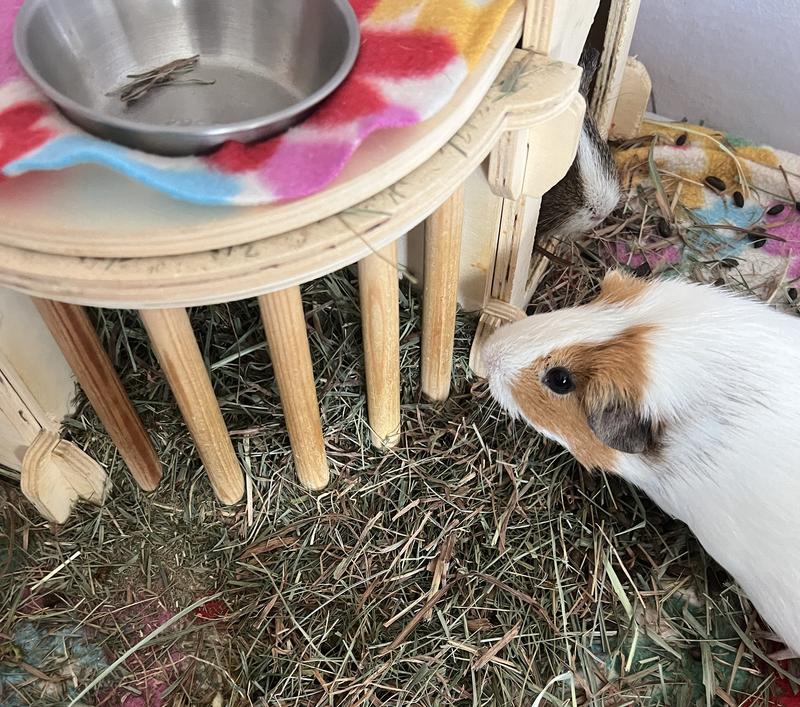 Piggies Love it but I have to thow a lot of it away.