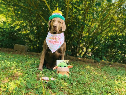 Happy Birthday Waverly