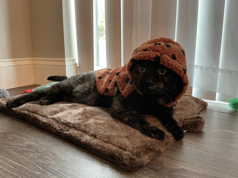 Tortie cat wearing fuzzy hoodie (burnt orange with black polka dots)
