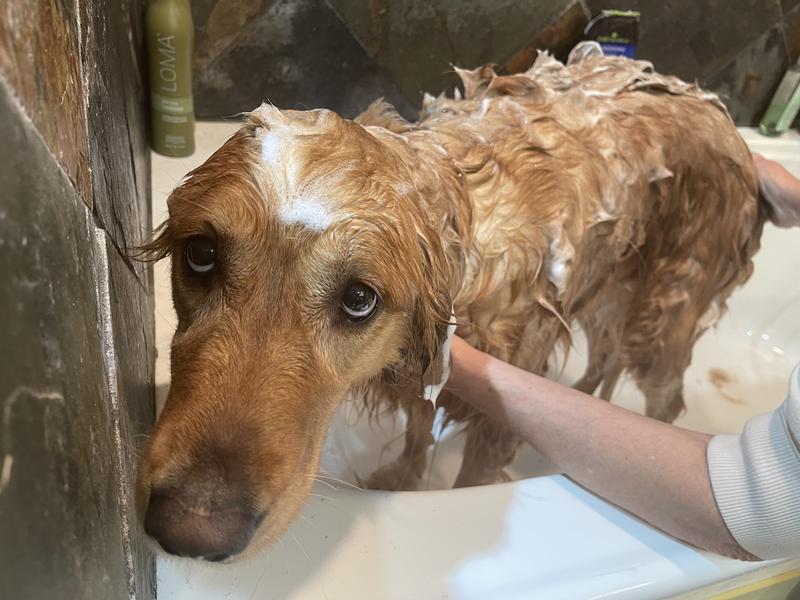 Suds galore and the smells amazing!