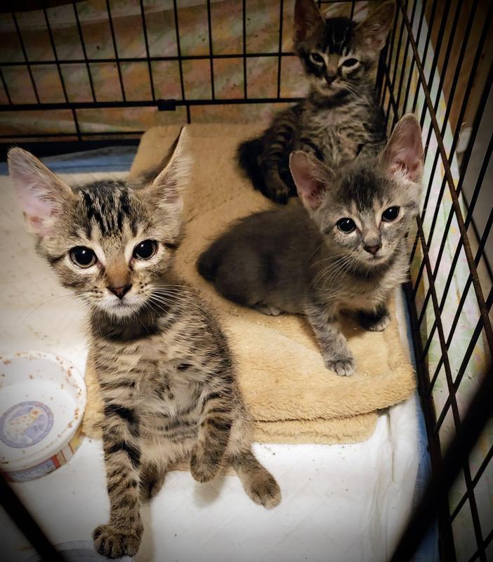 Growing fast eating the kitten mousse!