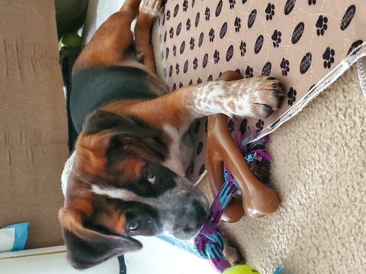 Cooper with his original toy and 3-prong bone.