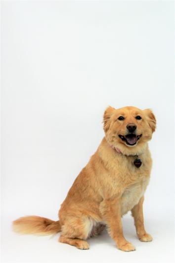 This is Dixie!