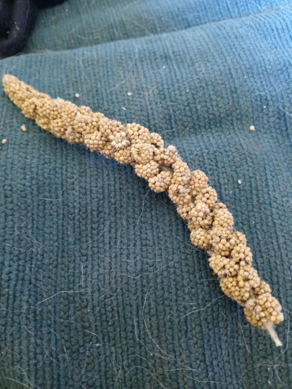 Should at least look like this pitiful stick.
