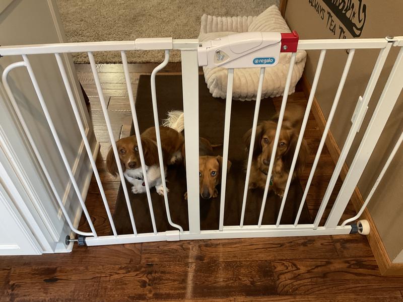 Waiting patiently for their Interceptor Plus (or anything else that might be tasty!)