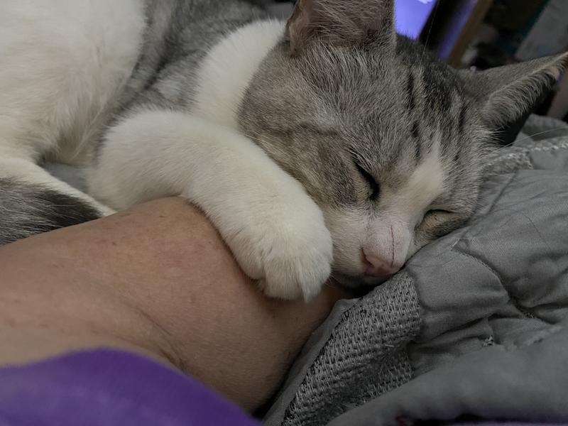 Ted, found sick and starving, having been abandoned by his previous owners. He is happy, loved and healthy now,