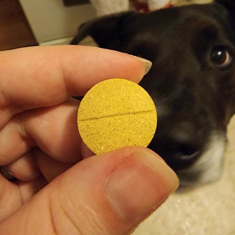 A single vitamin being held above a very eager dog