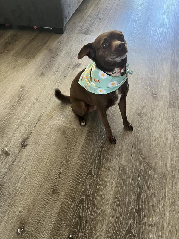 Excited for the 1st walk with a new stylish bandana.