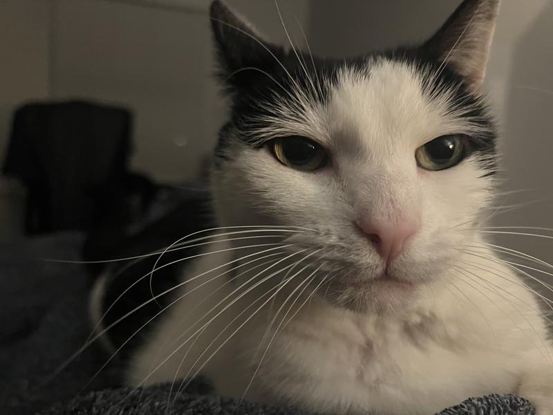 My beautiful puss, Daisy xo