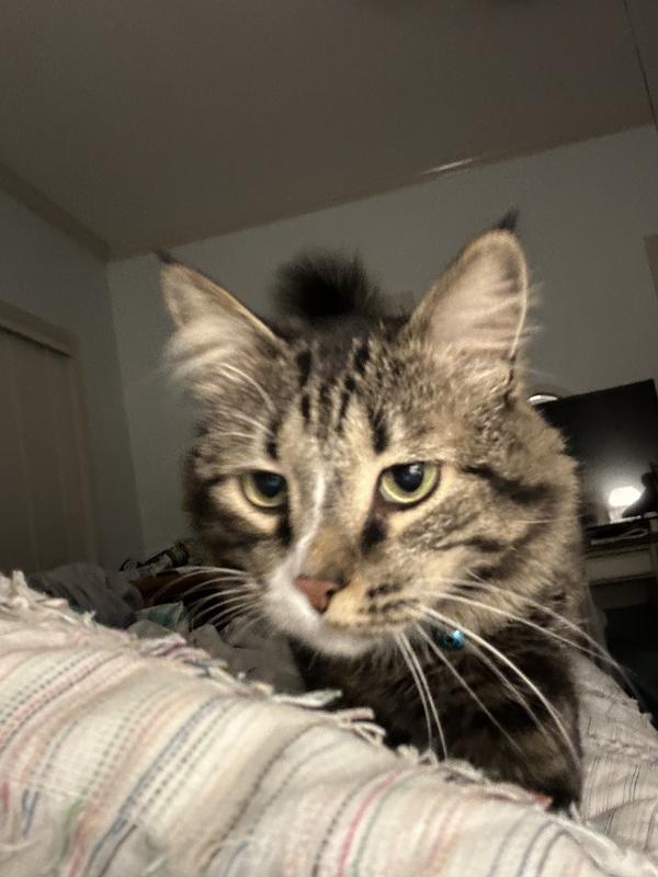 Haven the Ham addict!!!!