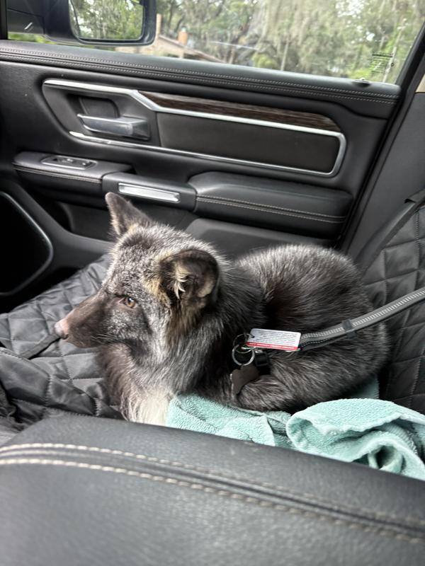 Boyets taking a ride