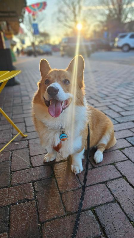 A happy corgi with a colorful tag that clearly shows his name