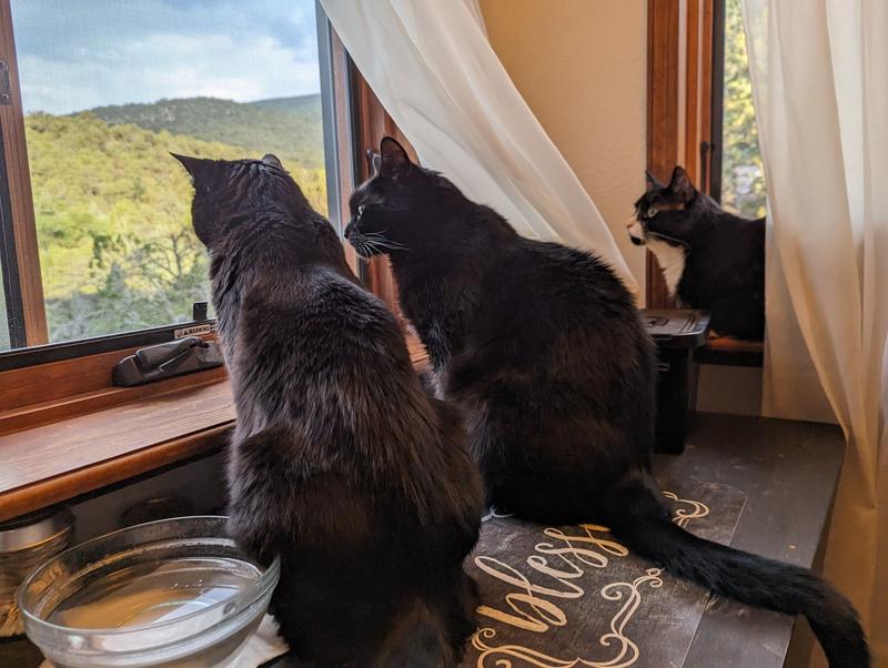 Bird watching