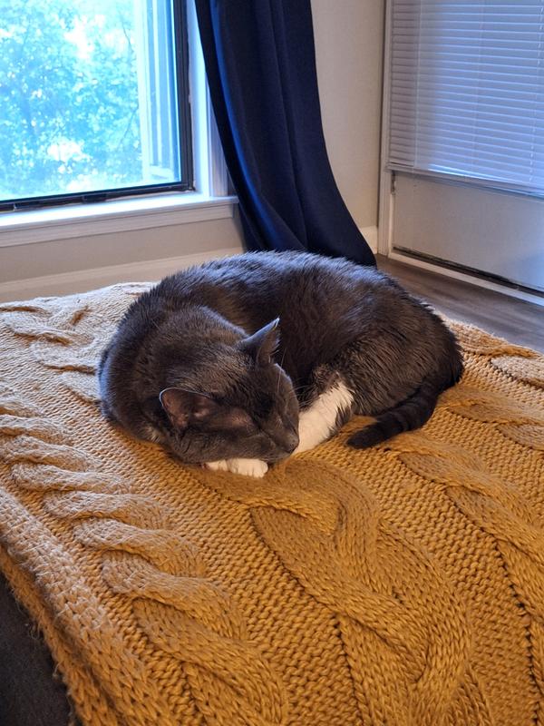 Somnus peacefully napping, post hairball.