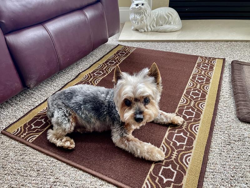 Watson Loves Chewy