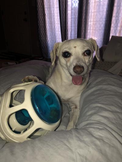 JW Pet Rockin Treat Ball Tough Treat Dispensing Slow Feeder Dog Activity  Toy