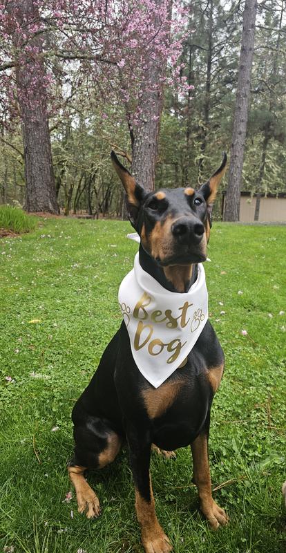 Looks cute on a big dog