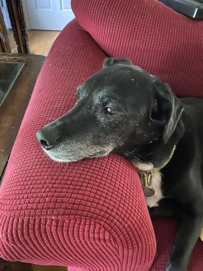 Bella now happy and healthy