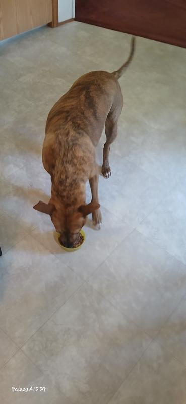 Dive in, scattered food