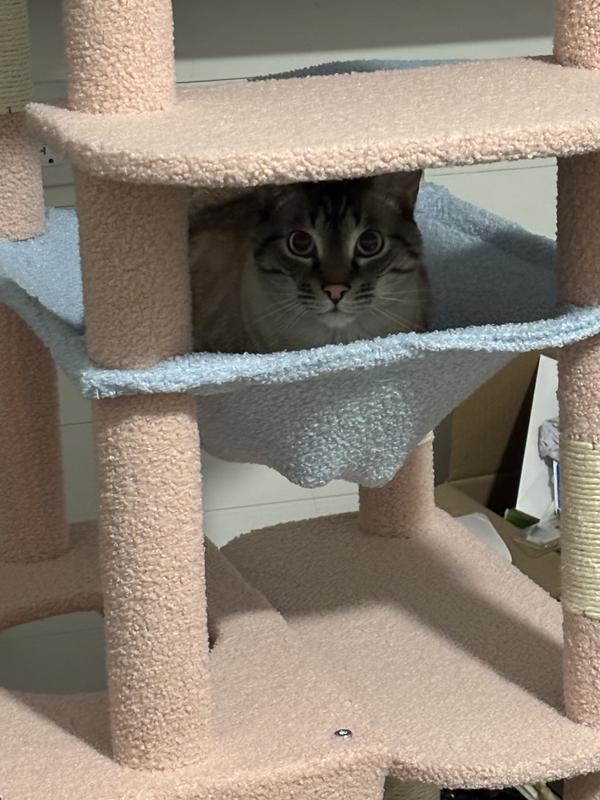 He is a large cat so he fits fine bur