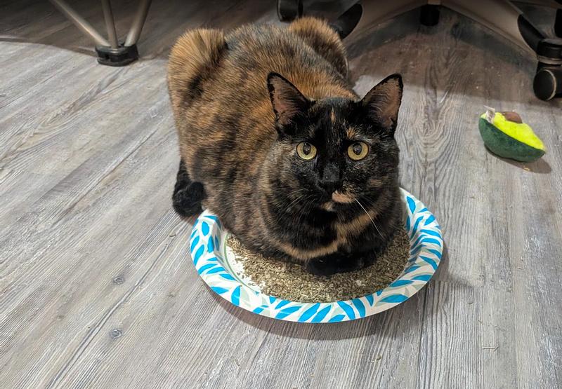 Avocado for scale. Catnip for poor decisions.