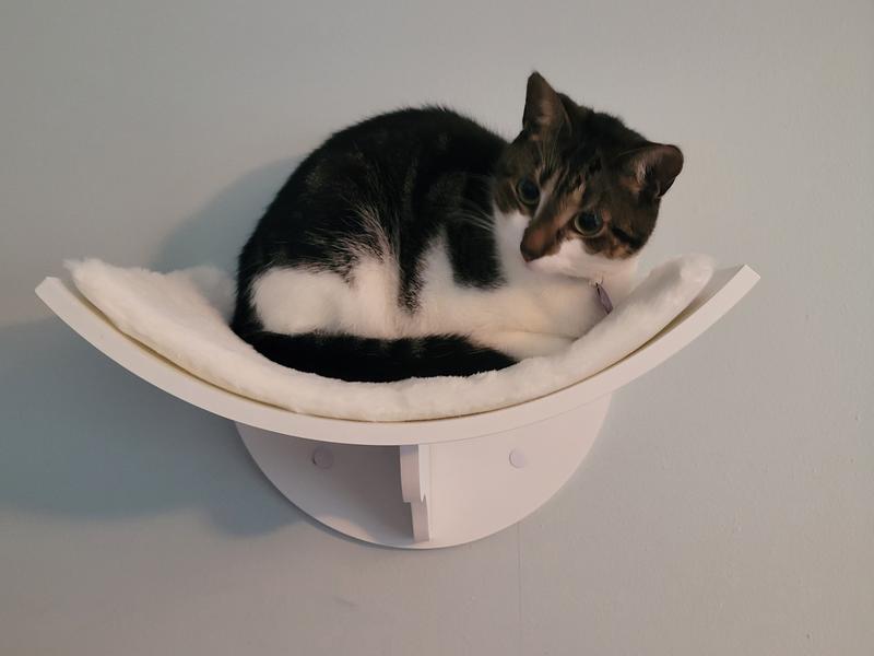 Madeline loves her cat shelf!