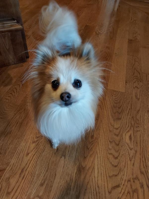 Ella is the finiky one.  From a Puppy Mill....we wet the kibble for her and she gobbles it down.