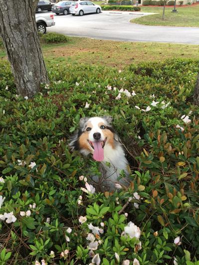 Looking for bunny rabbits!