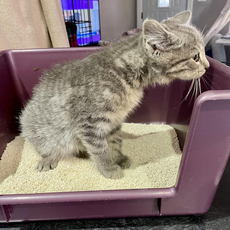 Spooky trying the litter