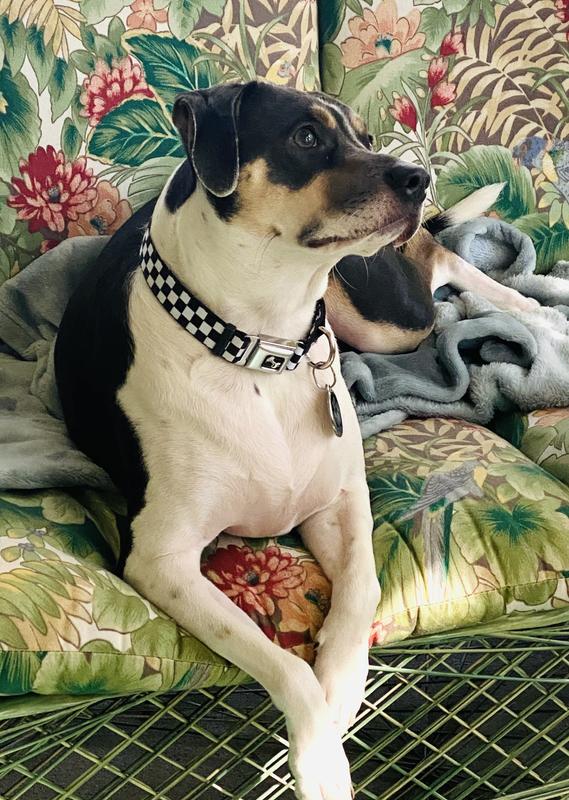 love the seat belt buckle