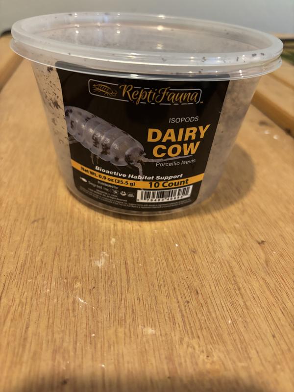 I had video of them wandering around when I first released them but it’s not letting me upload. They’re pretty active, about the size of an eraser on a pencil, and immediately dug into my substrate.