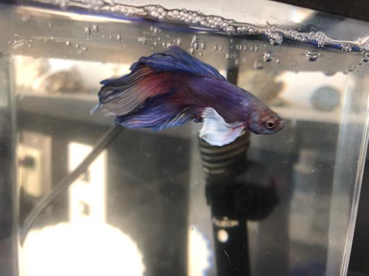 Tetra betta hot sale flake medley