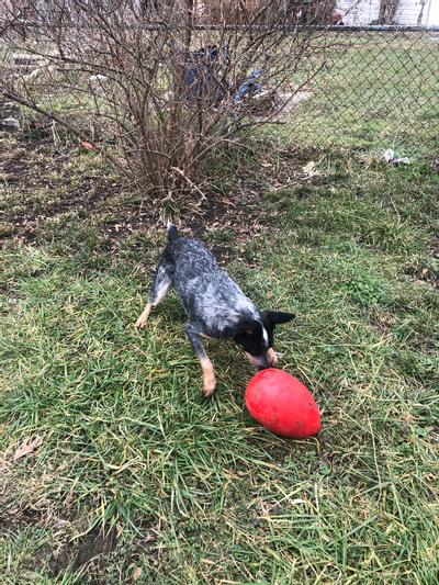 Playology Plush Herding Beef Ball Dog Toy, Small