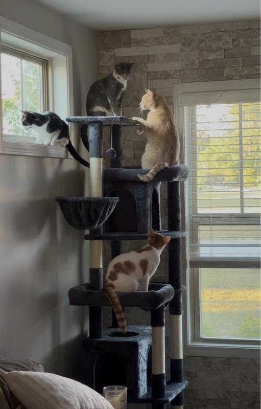 Kitty fun!