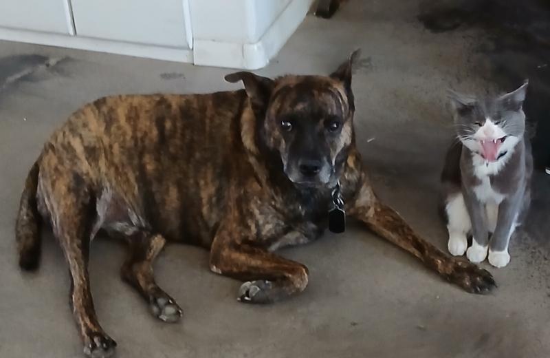 Picture taken on annual dog day. Annie Cat was making a silly face because our dog Rush told she had to pretend to be a dog to be in the Dog Day picture