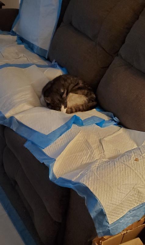 sleeping prince on the pee pads