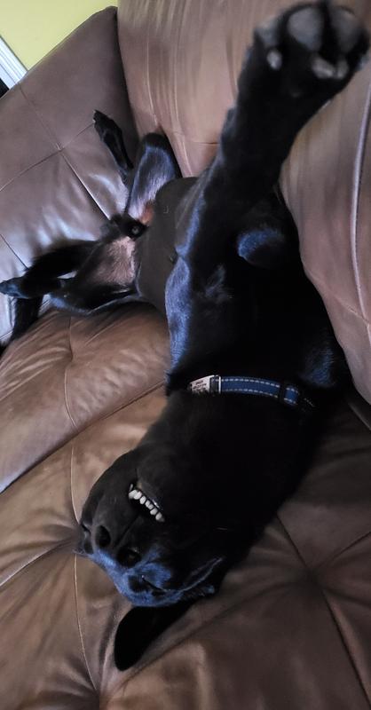 Dagger's Favorite Sleeping Position