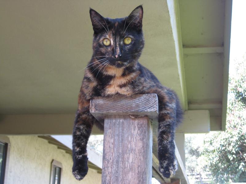 CAT LAX Cat Supplement, 2oz tube