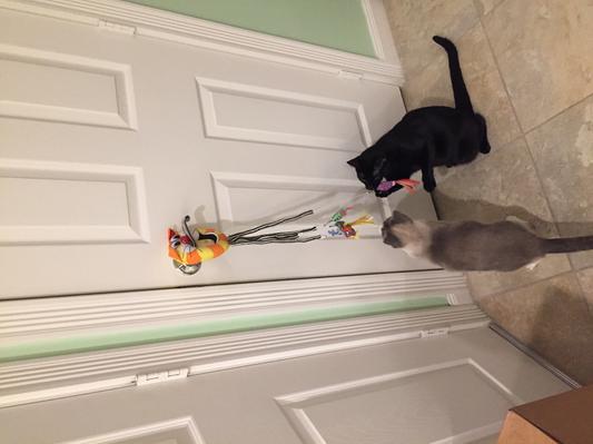 Cat toy hangs on door outlet knob