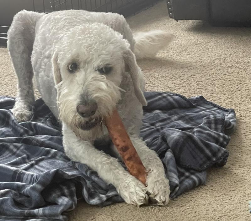 Finn with his new favorite bone