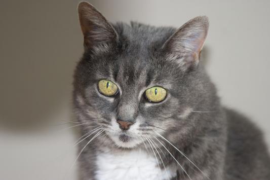 Senior Chatmu - found on a mountaintop over 12 years ago.