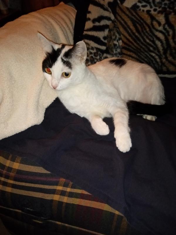 How Buttons felt after receiving her dose of catego.