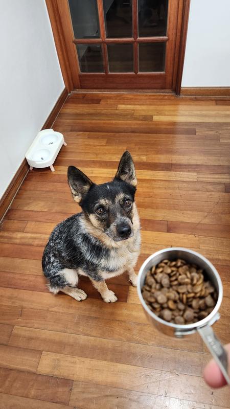 Hamburglar excitedly awaiting his meal