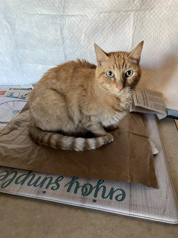 HILL'S SCIENCE DIET Adult Hairball Control Light Dry Cat Food, 7lb bag