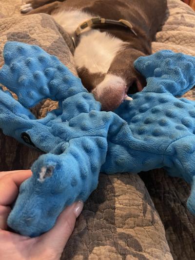 goDog Gators Squeaky Plush Dog Toy: $8, 'Almost Indestructible