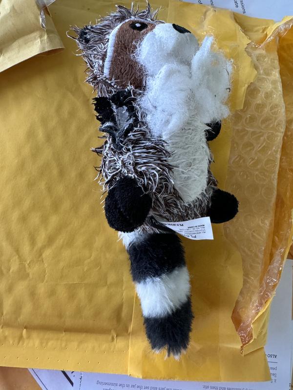 Photo of Mr.Raccoon post-amputation